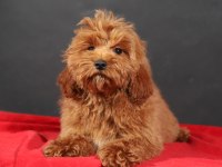 14 ŞUBAT DOĞUMLU ERKEK MALTIPOO YAVRUMUZ