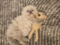 Aile sıcaklığında büyüyen scottish fold british yavrular