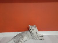 British Shorthair Tabby