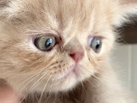 Küçük garfield kedimiz başka bir aileye gitmeye hazır