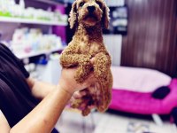 Dişi 11 aylık korekan toy poodle