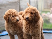 DEV LABRADOODLE YAVRULAR SAĞLIKLI MİKROÇİPLİ FATURALI