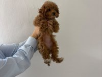 Dişi Toy Poodle