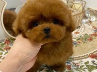 TOY POODLE YAVRULAR