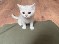 Saf kan silver point british shorthair yavrularımız
