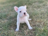 Secereli french bulldog yavrularımız