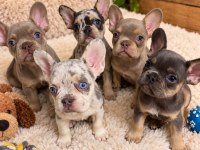 Egzotik french bulldog yavrularımız