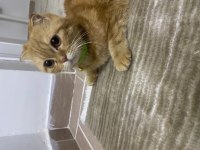 İç dış parazit aşısı yapıldı 6 aylık scottish fold yavrumuz