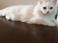 9 aylık kar beyazı british longhair oğlum