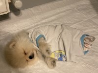 Pomeranian Köpeğimiz İzmir