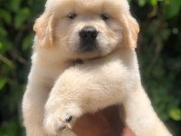 GOLDEN RETRİEVER PUPPY