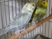 Jumbo rainbow yerli çek japones muhabbet kuşu hazır takımlar