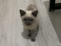 Blue Point Erkek Yavru Kedimiz