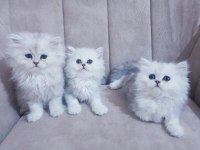 Chinchilla dişi bebekler
