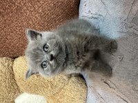 Bebek Kedilerimize Yeni Yuva Aranıyor
