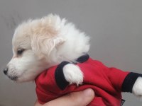 2 AYLIK ERKEK MALTESE TERRİER YAVRULAR