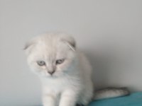 Sütten yeni kesilmiş scottish fold yavrular