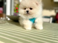 2 ERKEK AYICIKLAR POMERANİAN BOO