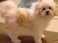 Maltipoo kızımıza yuva arıyoruz Ankara içi