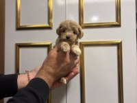 Dişi ve erkek poodle yavrularımız mevcuttur
