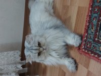 3 yaşında british longhair