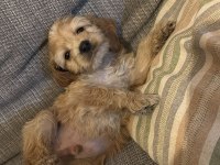 Cavapoo bebekler