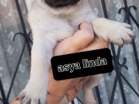 Pug Mops Bebekler