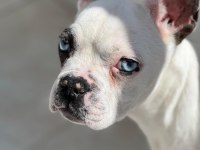 YAKIŞIKLI FRENCH BULLDOG