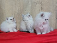 MÜKEMMEL ERKEK BRİTİSH YAVRULAR