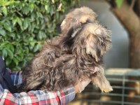 Morkie biblolar