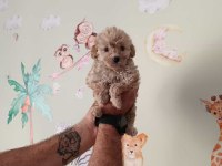 Maltipoo yavrularımız