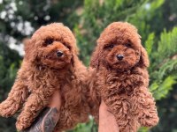 EVİMİZİN KIVIRCIK POODLE BEBEKLERİ SİZLERLE