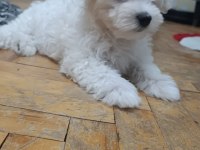 Maltese terrier iki aylıklar