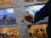 Özel Ele Alıştırmalık Bebek Yavru Muhabbet Kuşları