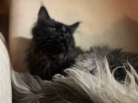 Maine coon yetişkin 2 dişi 1 erkek