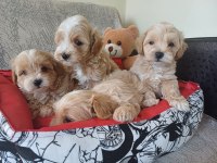 Kore maltipoo bebekler