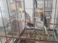 2.5 Aylık Sultan Papağanı Yavruları
