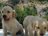 Baby Face Golden Retriever