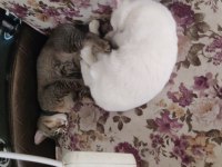 Kedilerimiz Leo ve leydi