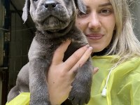 Geleceğin Devi Cane Corso Yavruları