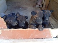 Belçika Malinois