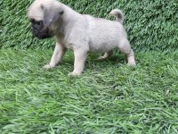 PUG MOPS CREM VE SİYAH