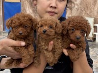 Toy poodle yavrularımız