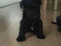 Muhteşem schnauzer yavrular