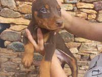 A Kalite King Doberman Yavrular