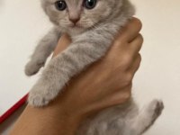 45 günlük yeni yuvaya hazır scottish fold