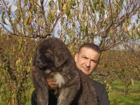 Kafkas çoban köpeği yavrumuz