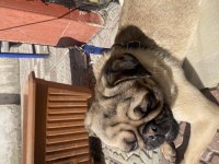1.5 YAŞINDA ORJİNAL GÜL KUYRUK PUG DAMIZLIK