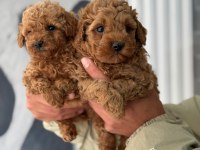 Poodle bebekler