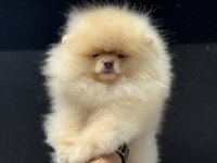 Yaruşma Düzeyinde Pedigreli Teddy Pomeranian